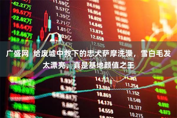 广盛网  给废墟中救下的忠犬萨摩洗澡，雪白毛发太漂亮，真是基地颜值之王