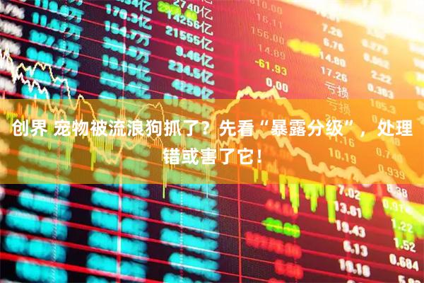 创界 宠物被流浪狗抓了？先看“暴露分级”，处理错或害了它！