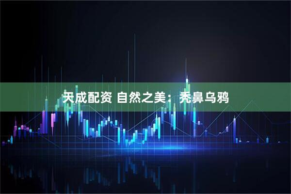 天成配资 自然之美：秃鼻乌鸦