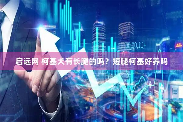 启远网 柯基犬有长腿的吗？短腿柯基好养吗